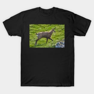 A male mountain goat in the early summer on a pasture T-Shirt